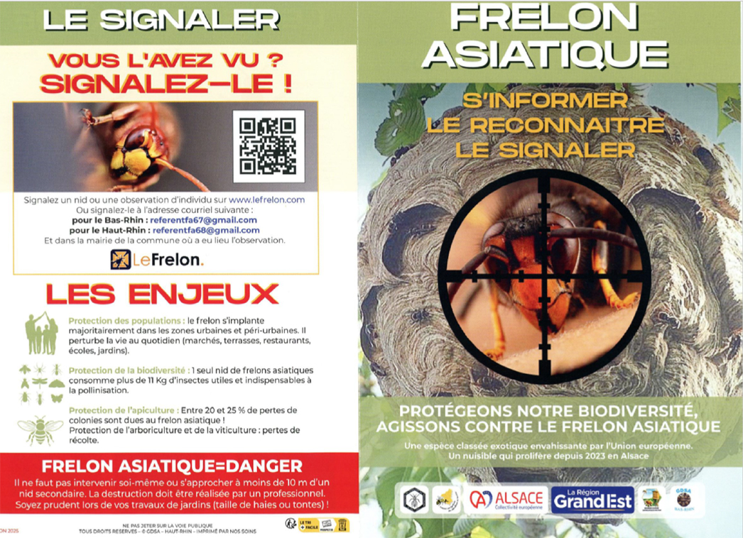 260203_Frelon_Asiatique